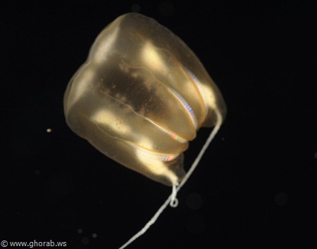 ��� ������� �� �������� ���� �� ������ ������� Comb Jelly[9].